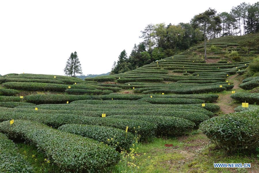 CHINA-FUJIAN-WUYISHAN-TEA GARDEN (CN)