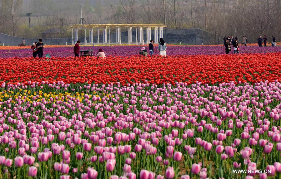 CHINA-HENAN-HOT SPRING TOWN-TULIPS (CN)