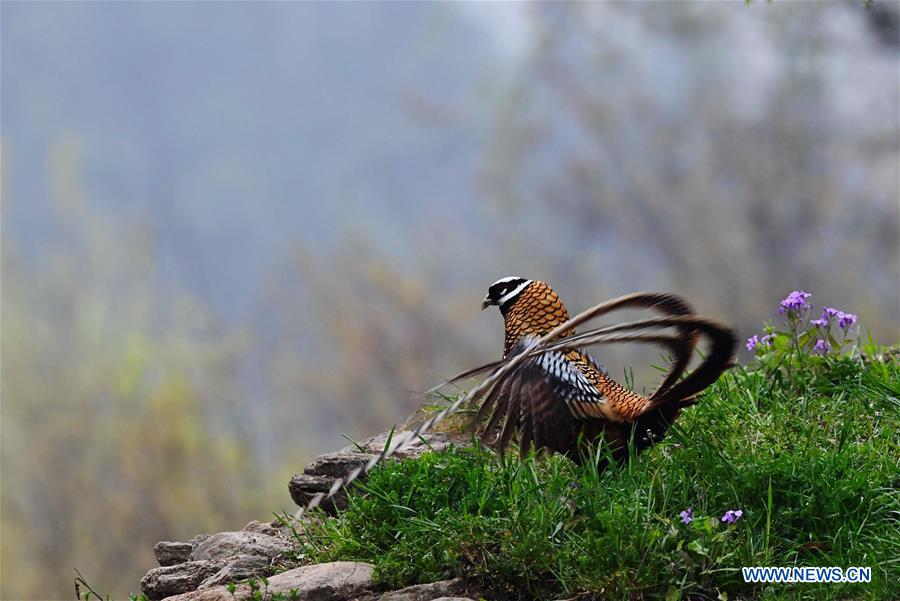 CHINA-HUBEI-WILDLIFE-REEVES'S PHEASANT (CN)