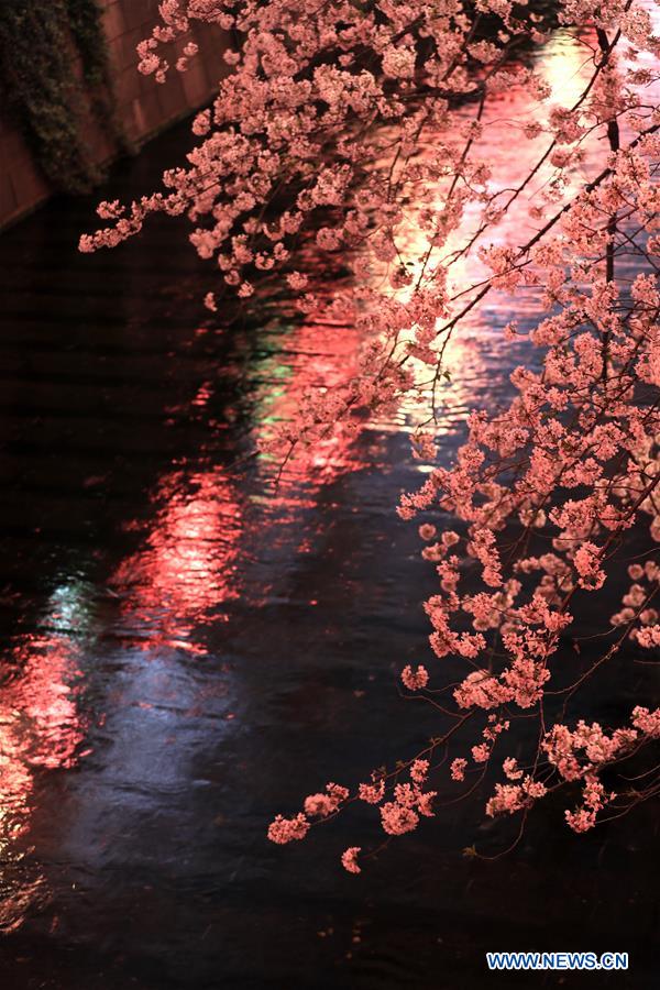 JAPAN-TOKYO-MEGURO RIVER-CHERRY BLOSSOM