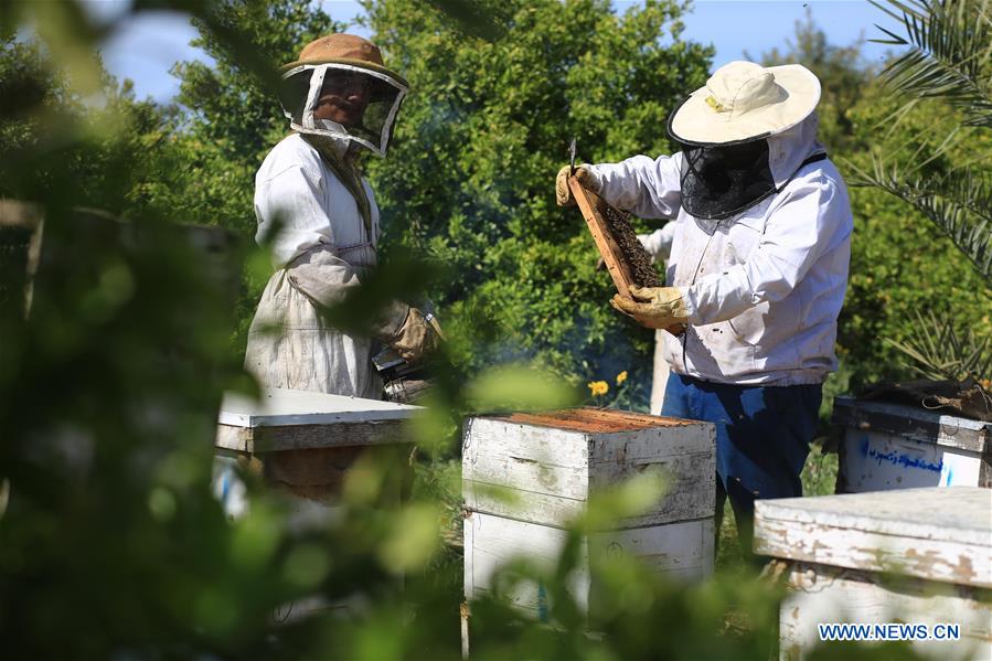 MIDEAST-GAZA-RAFAH-BEEKEEPERS