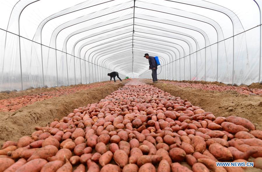 CHINA-LUANNAN-AGRICULTURE (CN)