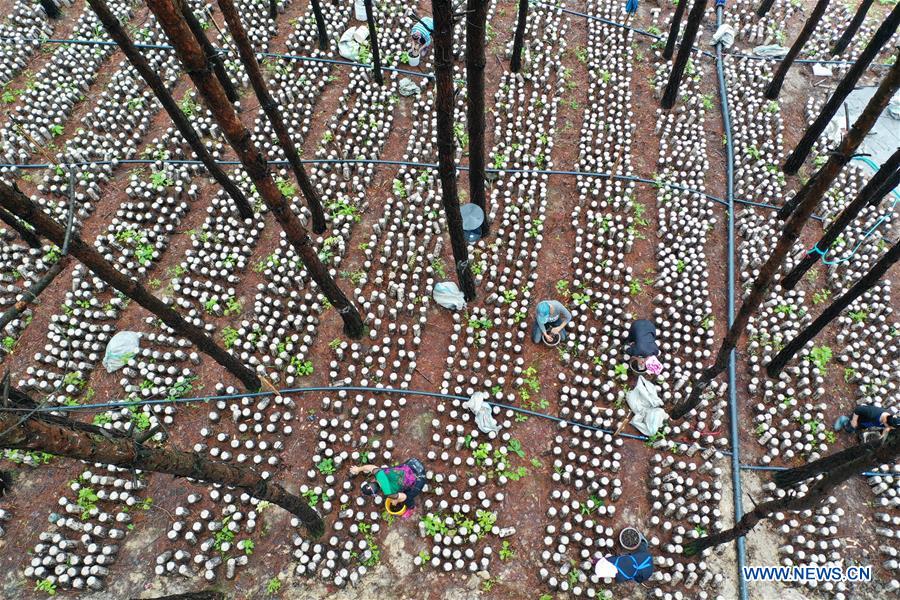 CHINA-GUIZHOU-JIANHE-AGRICULTURE-EDIBLE FUNGI (CN)