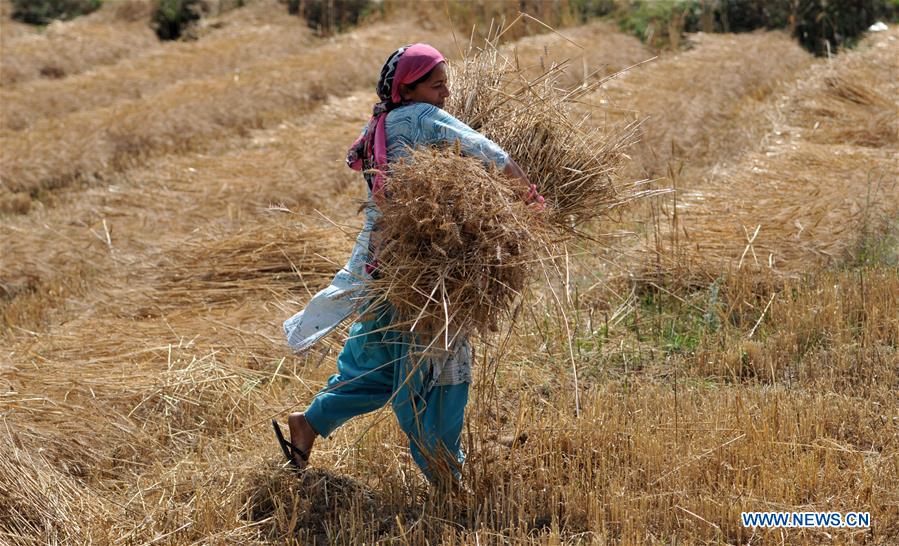 KASHMIR-JAMMU-WHEAT HARVEST