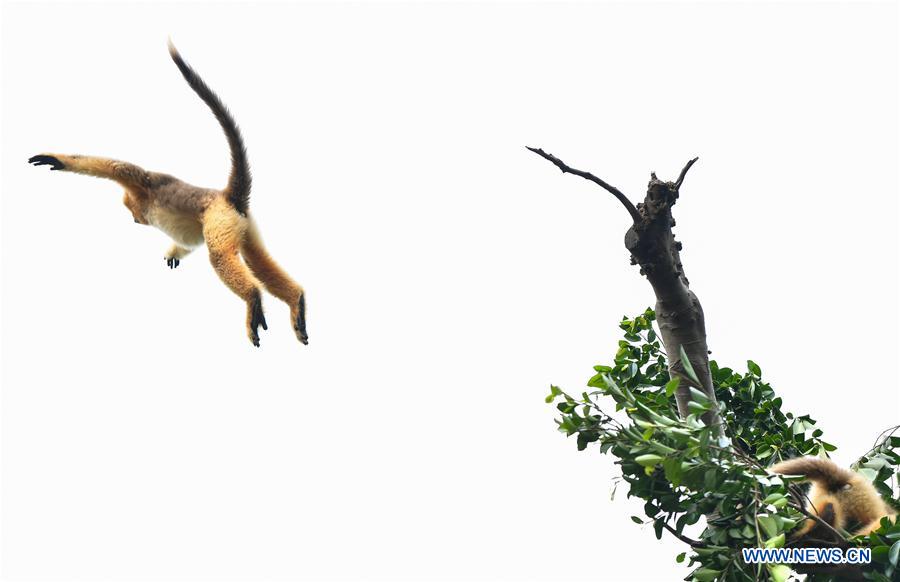 CHINA-GUANGZHOU-GOLDEN SNUB-NOSED MONKEY-NEWBORN (CN)