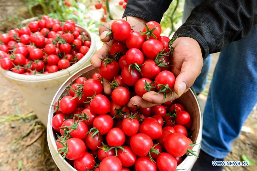 CHINA-XINJIANG-TURPAN-FRUIT-HARVEST (CN)