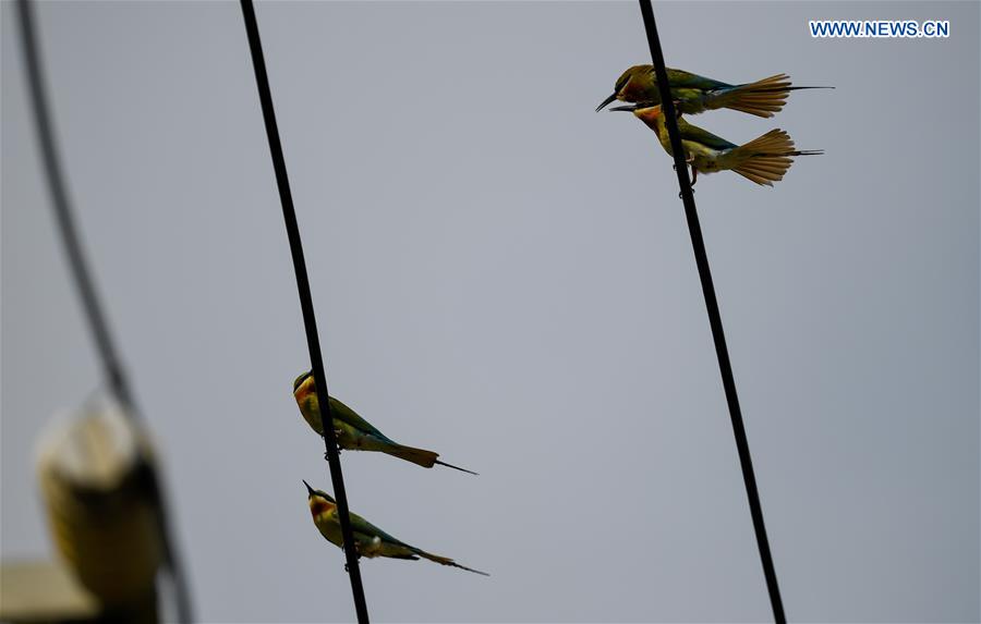 CHINA-HAIKOU-BLUE-TAILED BEE EATERS (CN)