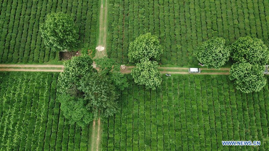 CHINA-GUIZHOU-TEA GARDEN (CN)