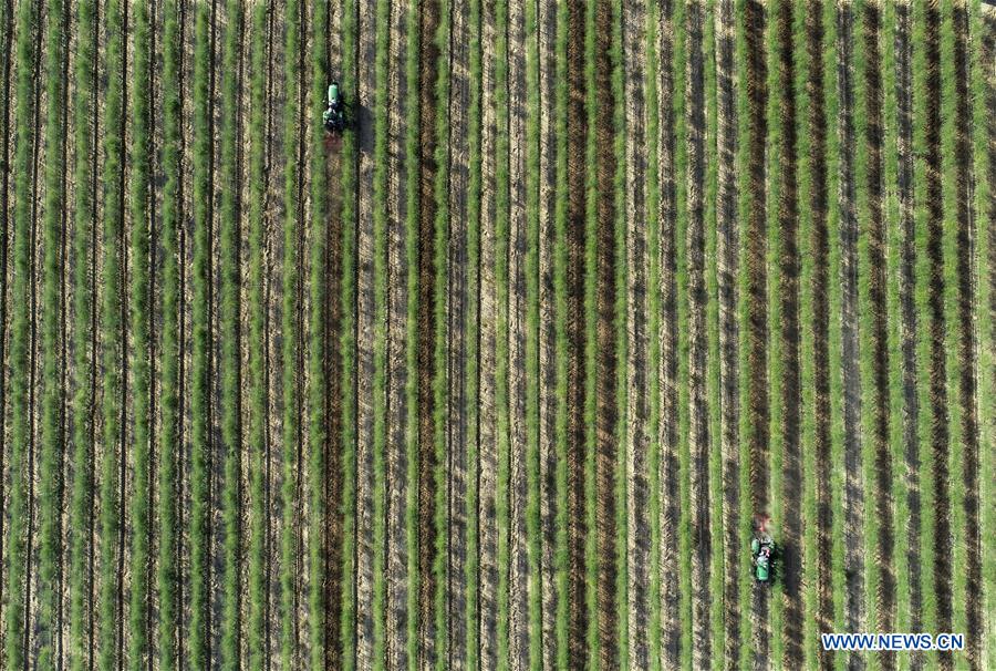 CHINA-NINGXIA-TONGXIN-FARMING (CN)