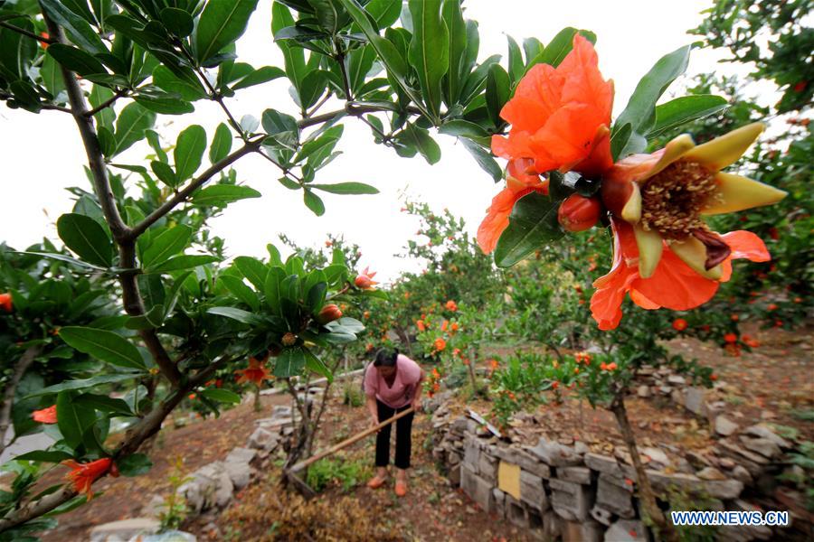 #CHINA-SUMMER-FARMING (CN)