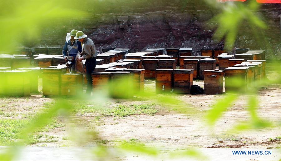 #CHINA-HEBEI-SHIJIAZHUANG-HONEY COLLECTING (CN)