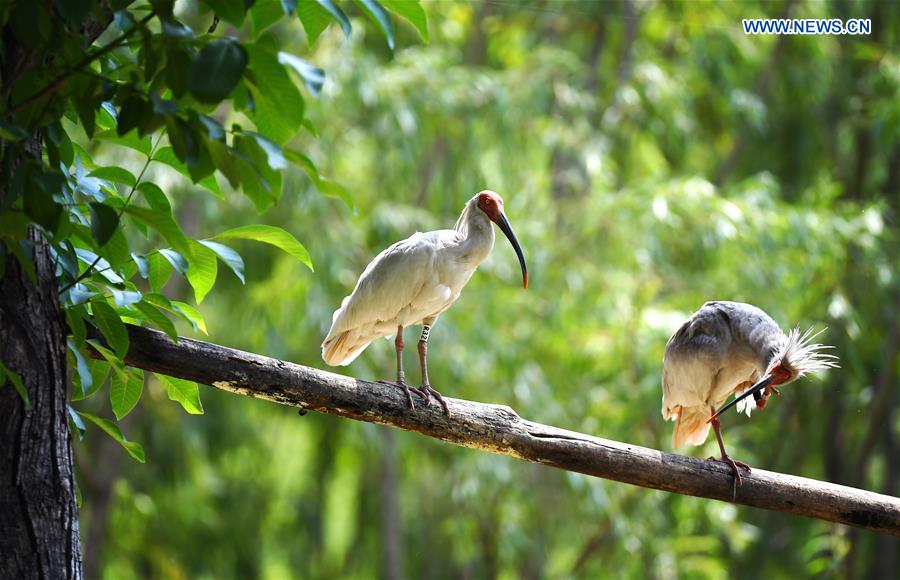 CHINA-SHAANXI-WILD CRESTED IBIS (CN)