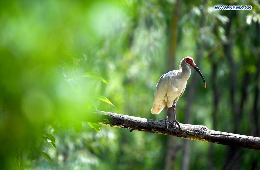 CHINA-SHAANXI-WILD CRESTED IBIS (CN)