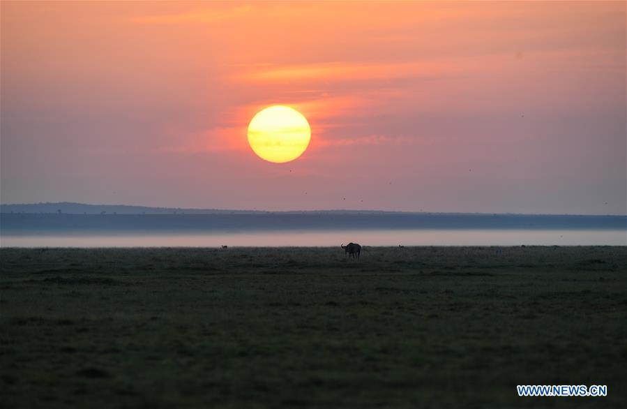 KENYA-AMBOSELI NATIONAL PARK-ANIMAL