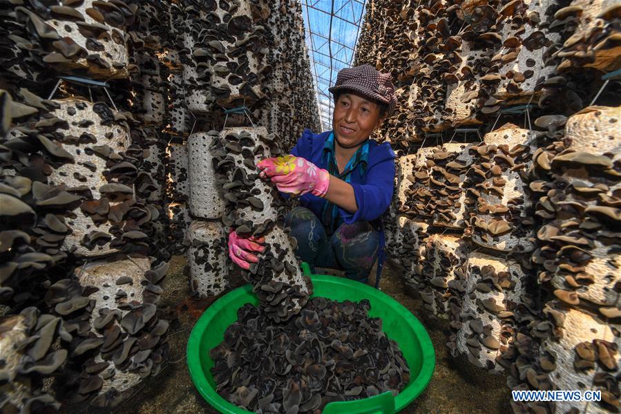 CHINA-JILIN-EDIBLE BLACK FUNGUS INDUSTRY (CN)