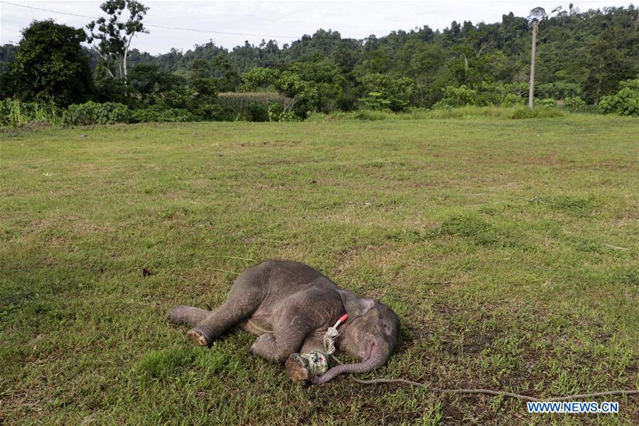 INDONESIA-ACEH-BABY ELEPHANT-INJURY-RECOVERY