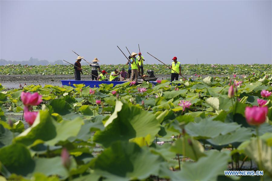 #CHINA-JIANGSU-SIHONG-LOTUS RHIZOME-HARVEST (CN)