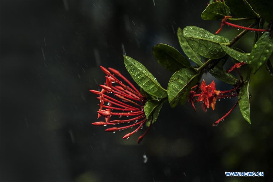 INDIA-KOLKATA-RAIN DROPS