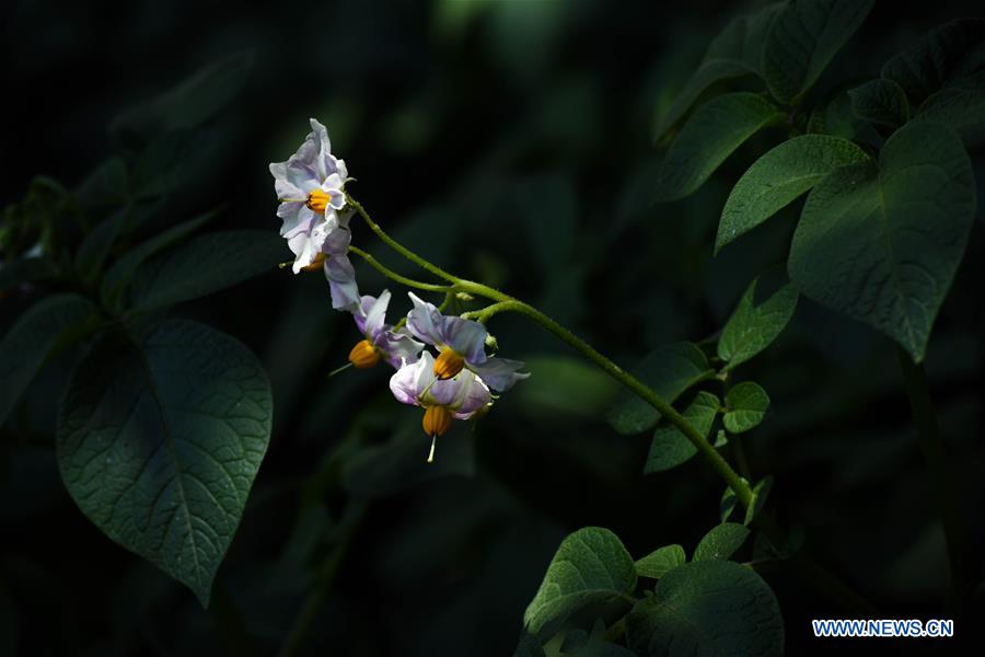 AFGHANISTAN-BAMYAN-POTATO BLOSSOM-FESTIVAL