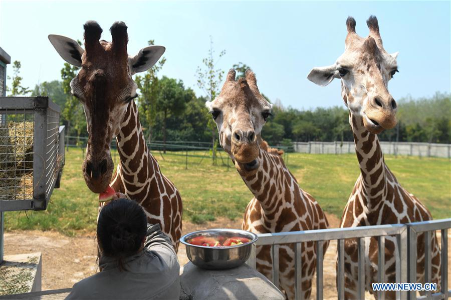 CHINA-ANHUI-HEFEI-ZOO-WEATHER (CN)