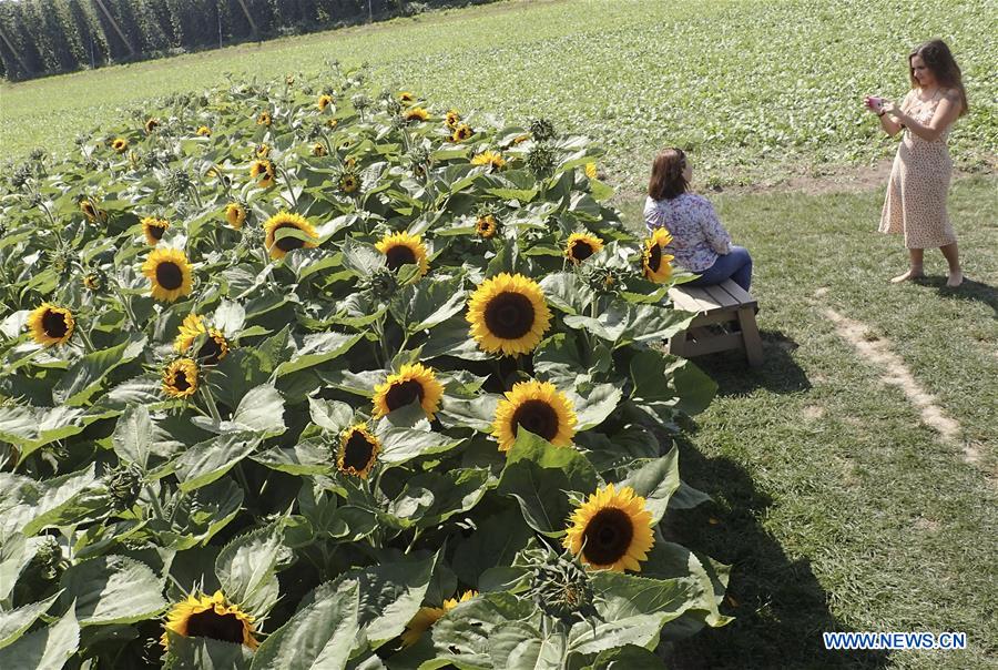 CANADA-CHILLIWACK-SUNFLOWER FESTIVAL