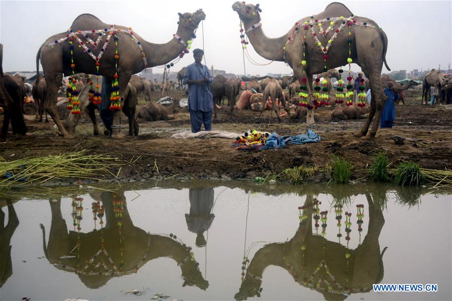 PAKISTAN-LAHORE-CAMELS