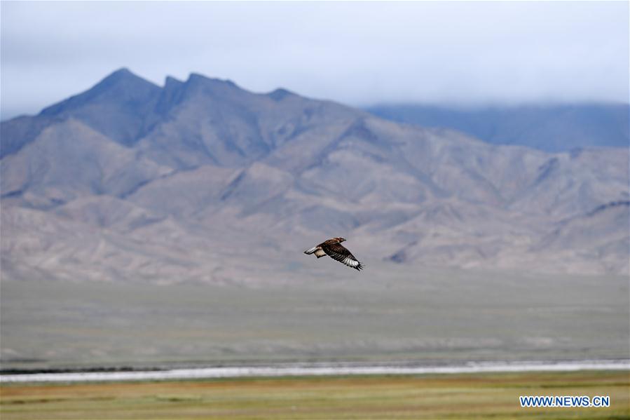 CHINA-GANSU-AKSAY-WILD ANIMAL PROTECTION (CN)