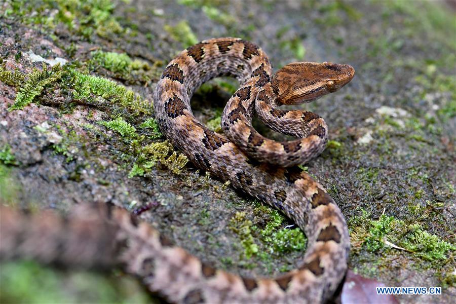 CHINA-FUJIAN-WUYISHAN-NATIONAL PARK-CREATURES (CN)