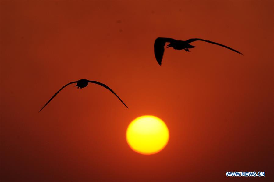 KUWAIT-KUWAIT CITY-SUNSET-BIRDS