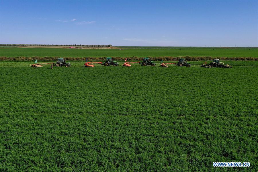 CHINA-INNER MONGOLIA-AR HORQIN-ALFALFA PASTURE (CN)