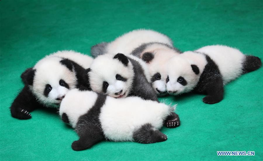 CHINA-CHENGDU-GIANT PANDA-CUBS (CN)