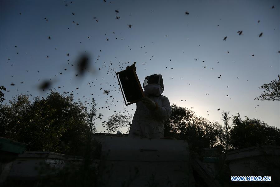 MIDEAST-GAZA-BEEKEEPER