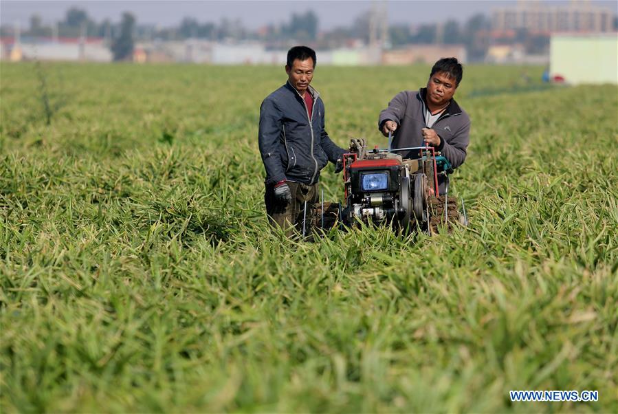 CHINA-HEBEI-AGRICULTURE-GINGER HARVEST (CN)