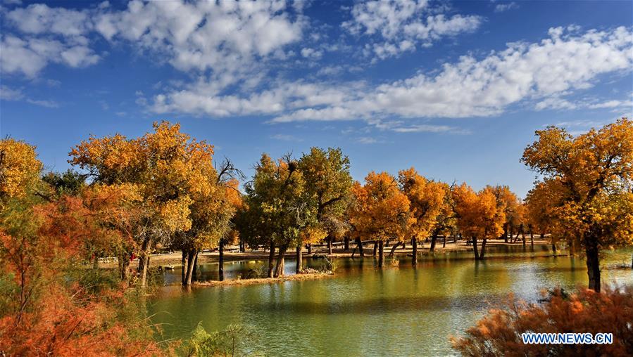 CHINA-INNER MONGOLIA-EJIN-POPULUS EUPHRATICA-SCENERY (CN)