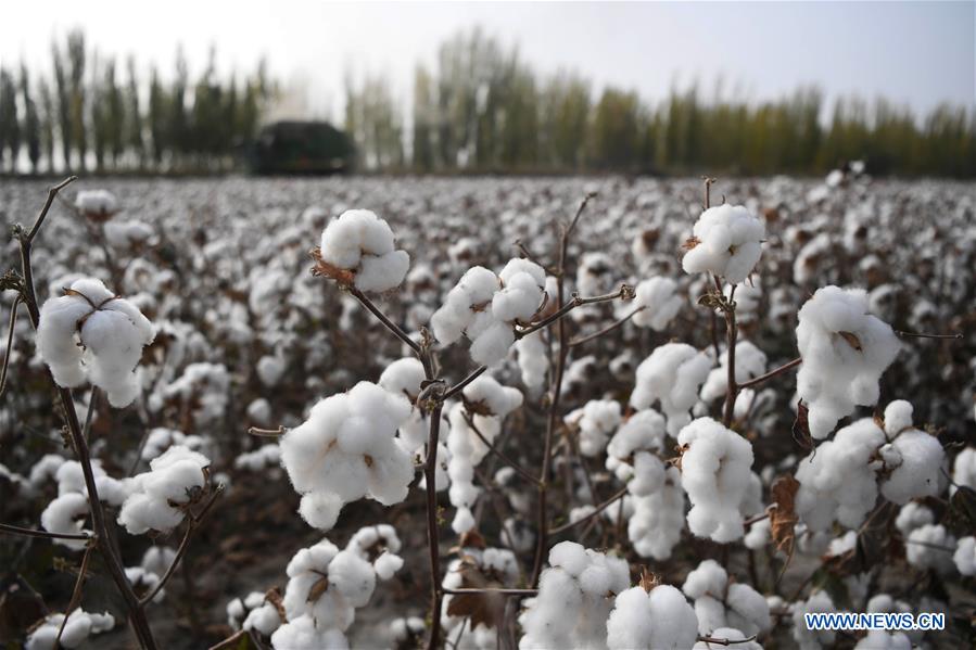 CHINA-XINJIANG-AWAT-AGRICULTURE-COTTON (CN)