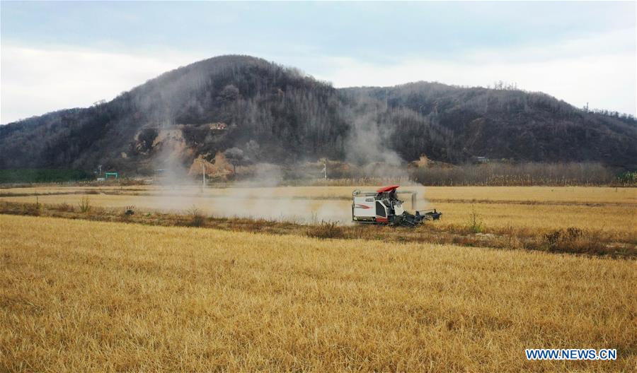 CHINA-SHAANXI-YAN'AN-PADDY FIELD-HARVEST (CN)