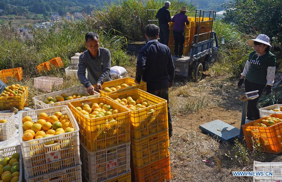 CHINA-JIANGXI-GANZHOU-HARVEST-NAVEL ORANGE (CN)