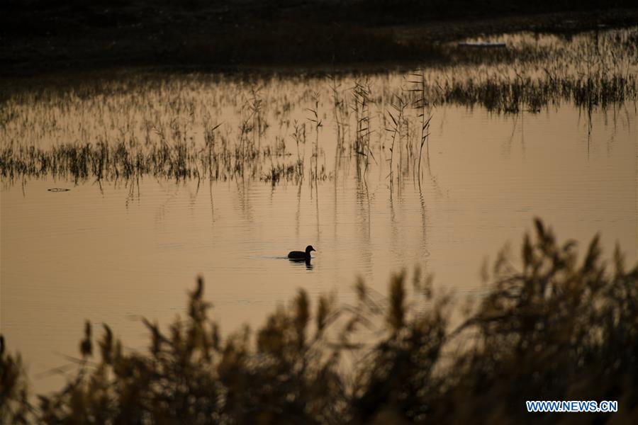 CHINA-INNER MONGOLIA-HOHHOT-HASUHAI WETLAND-AUTUMN SCENERY (CN)