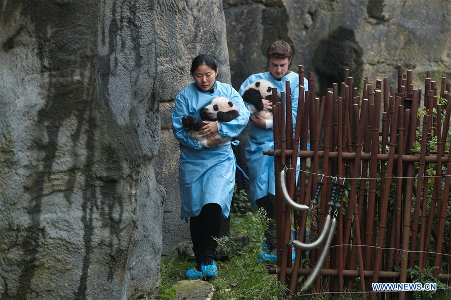 BELGIUM-BRUGELETTE-PAIRI DAIZA-ZOO-PANDA TWINS-OFFICIAL NAME