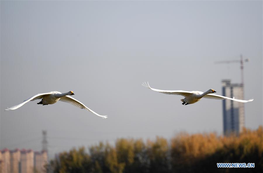 CHINA-HENAN-SANMENXIA-WHITE SWANS (CN)