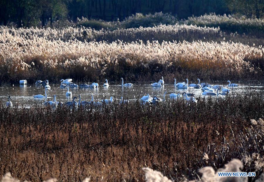 CHINA-HENAN-SANMENXIA-WHITE SWANS (CN)