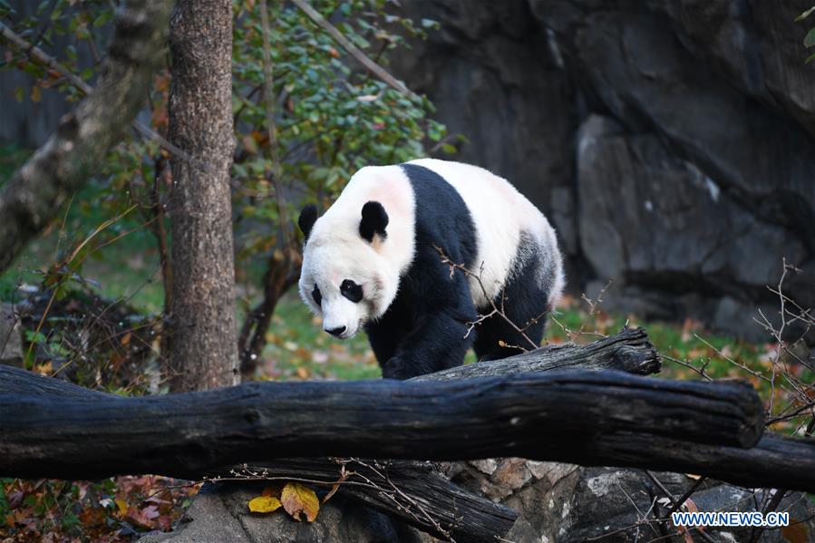 U.S.-WASHINGTON D.C.-CHINA-GIANT PANDA BEI BEI-DEPARTURE