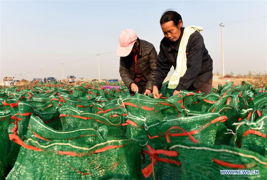 CHINA-HEBEI-NANHE-CHINESE HERBAL MEDICINE-PLANTING (CN)