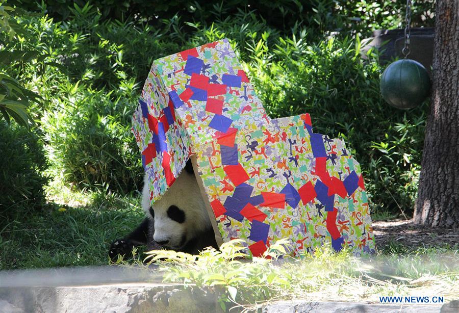 AUSTRALIA-ADELAIDE-CHINESE GIANT PANDA