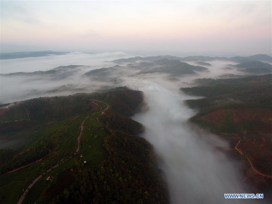 CHINA-YUNNAN-PU'ER-TEA GARDEN-CLOUDS (CN)