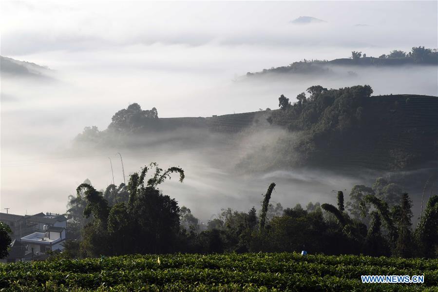 CHINA-YUNNAN-PU'ER-TEA GARDEN-CLOUDS (CN)