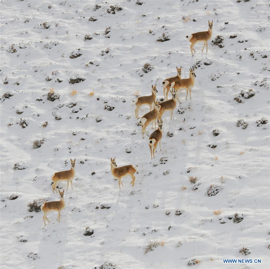 #CHINA-GANSU-GRASSLAND-ANIMALS (CN)