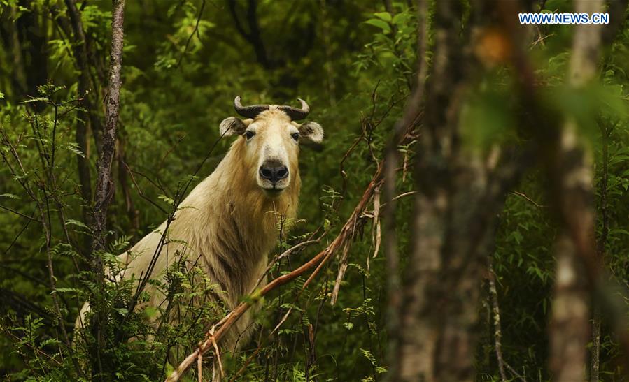 CHINA-SHAANXI-QINLING MOUNTAINS-BIO-DIVERSITY (CN)