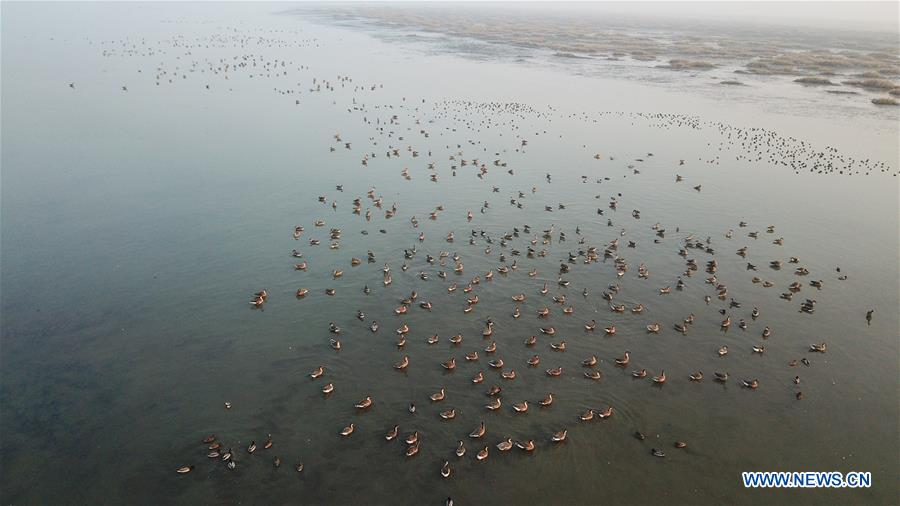 CHINA-ANHUI-SHENGJIN LAKE-MIGRANT BIRDS (CN)