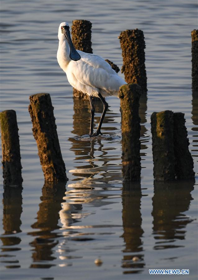 CHINA-SHENZHEN-MIGRATORY BIRDS (CN)